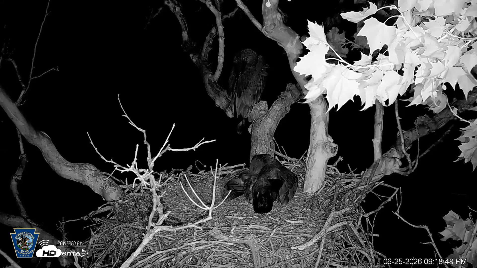 Snapshot of PA Farm Country Eagles Live Cams taken Jun 25, 2026, 9:19pm EDT