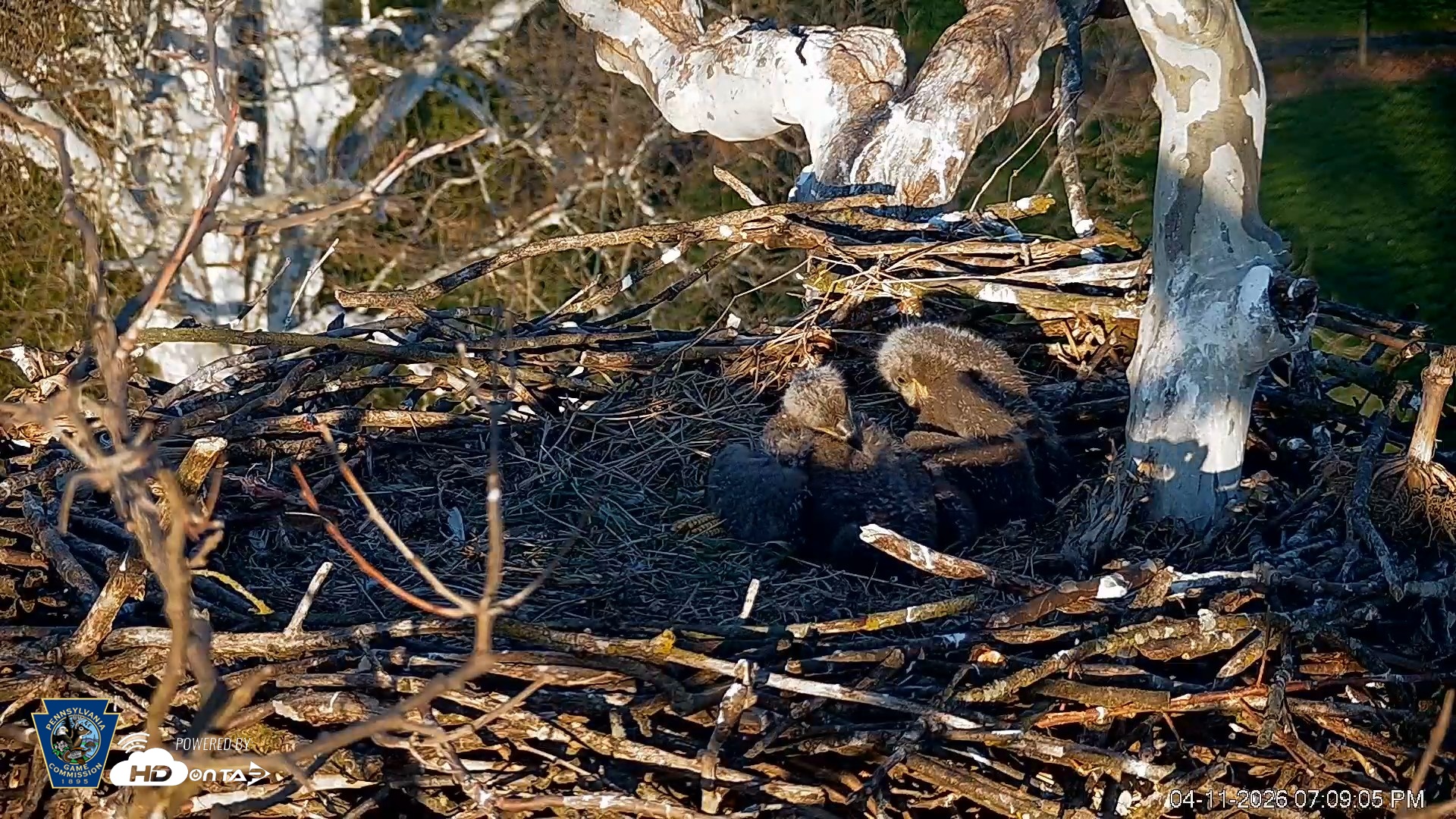 Snapshot of PA Farm Country Eagles Live Cams taken Apr 11, 2026, 7:09pm EDT