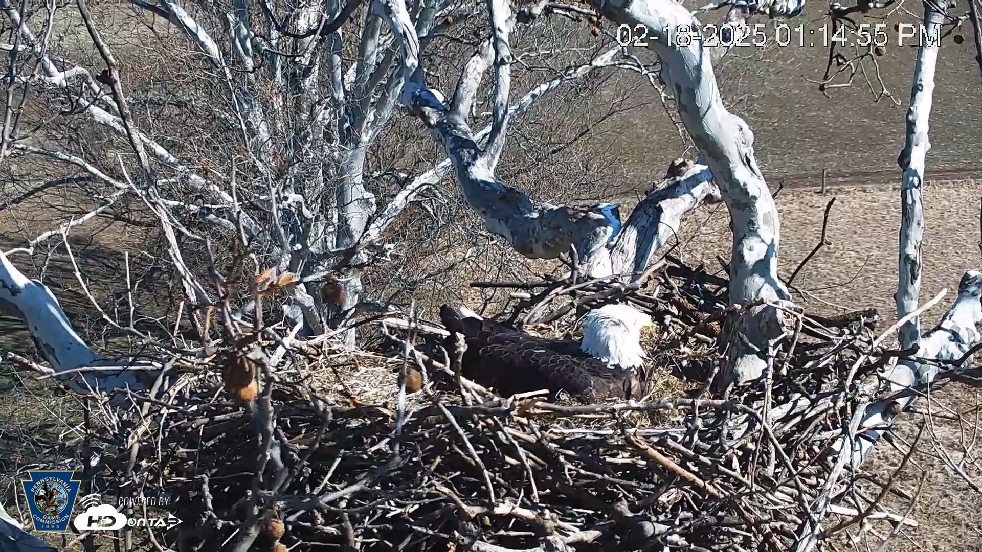 Snapshot of PA Farm Country Eagles Live Cams taken Feb 18, 2025, 1:15pm EST