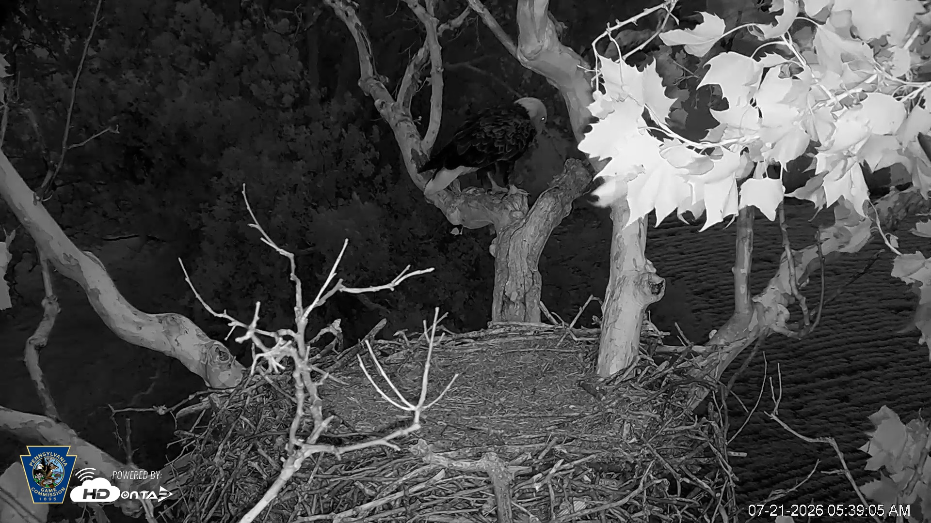 Snapshot of PA Farm Country Eagles Live Cams taken Jul 21, 2026, 5:39am EDT