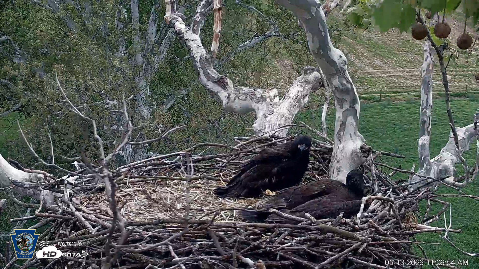 Snapshot of PA Farm Country Eagles Live Cams taken May 13, 2026, 11:11am EDT