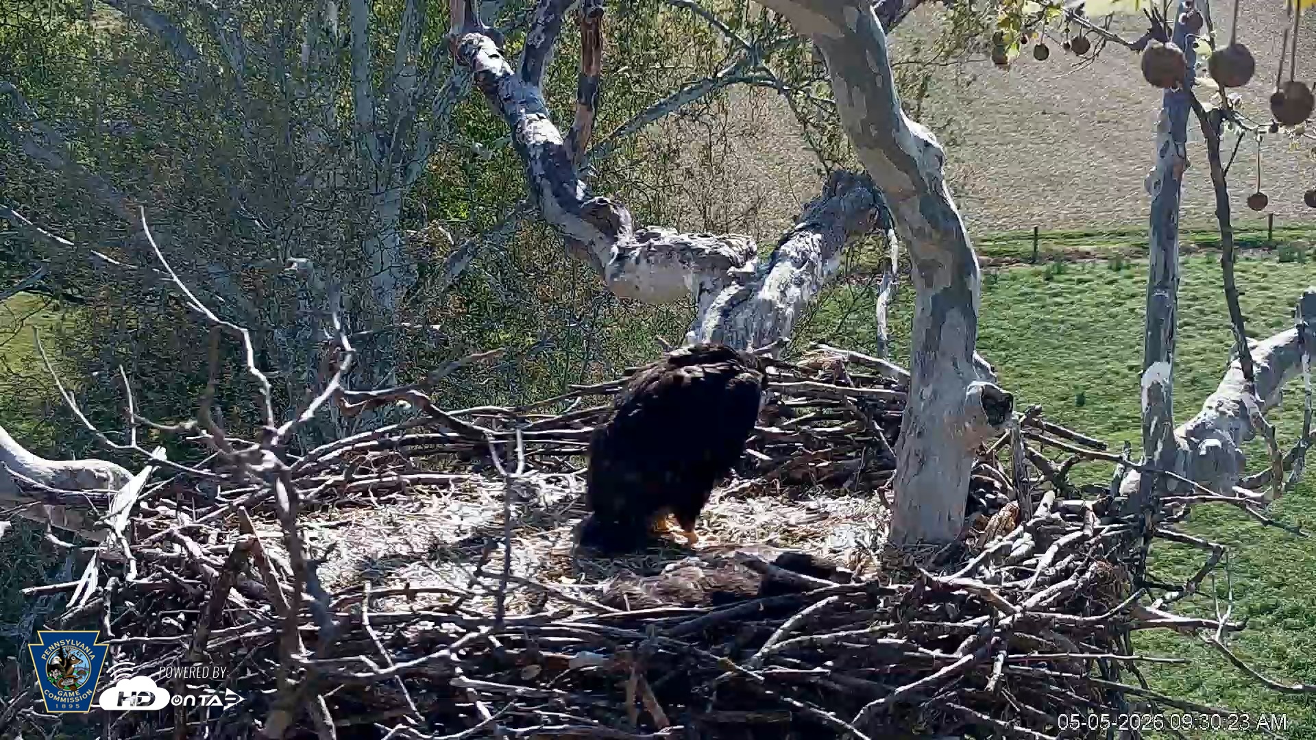 Snapshot of PA Farm Country Eagles Live Cams taken May 5, 2026, 9:31am EDT