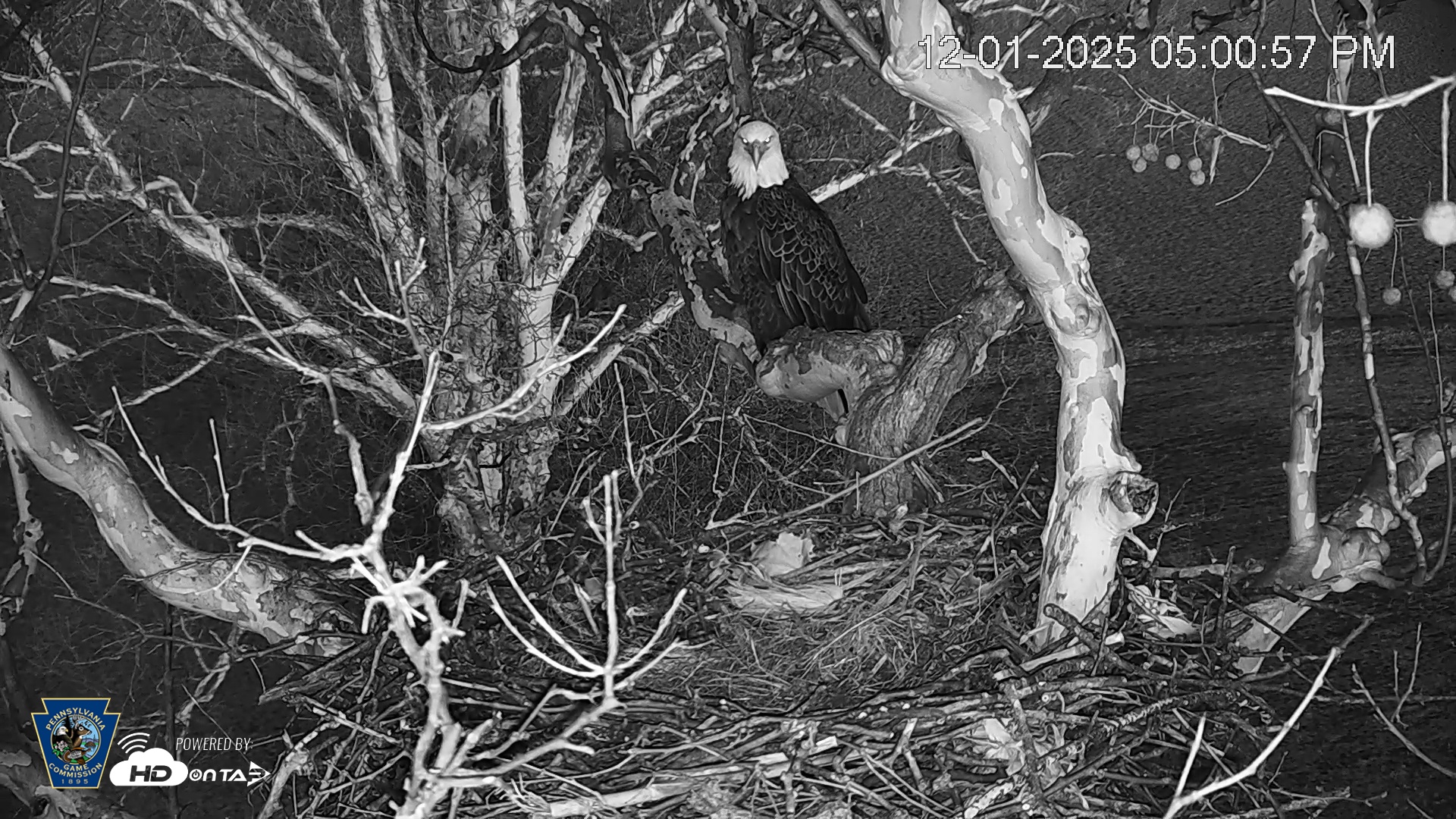 Snapshot of PA Farm Country Eagles Live Cams taken Dec 1, 2025, 5:01pm EST