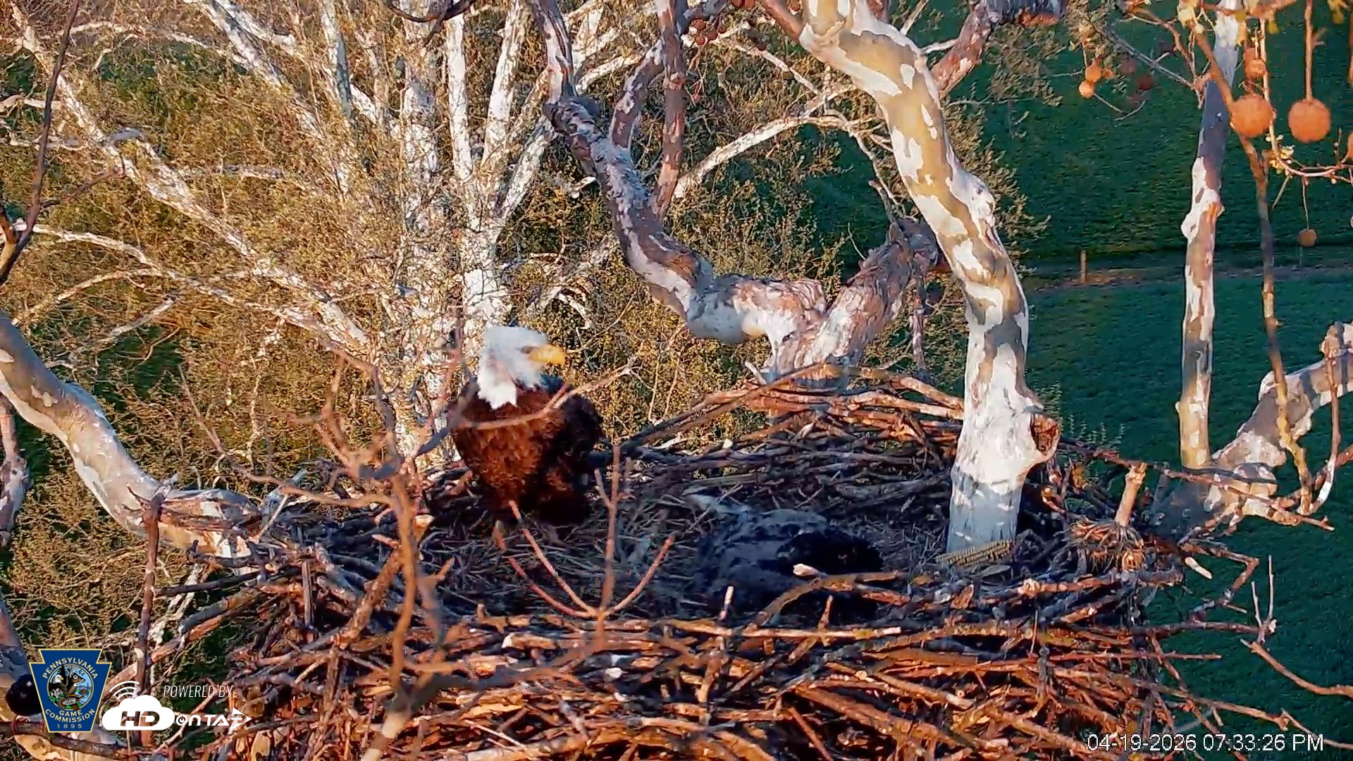Snapshot of PA Farm Country Eagles Live Cams taken Apr 19, 2026, 7:34pm EDT