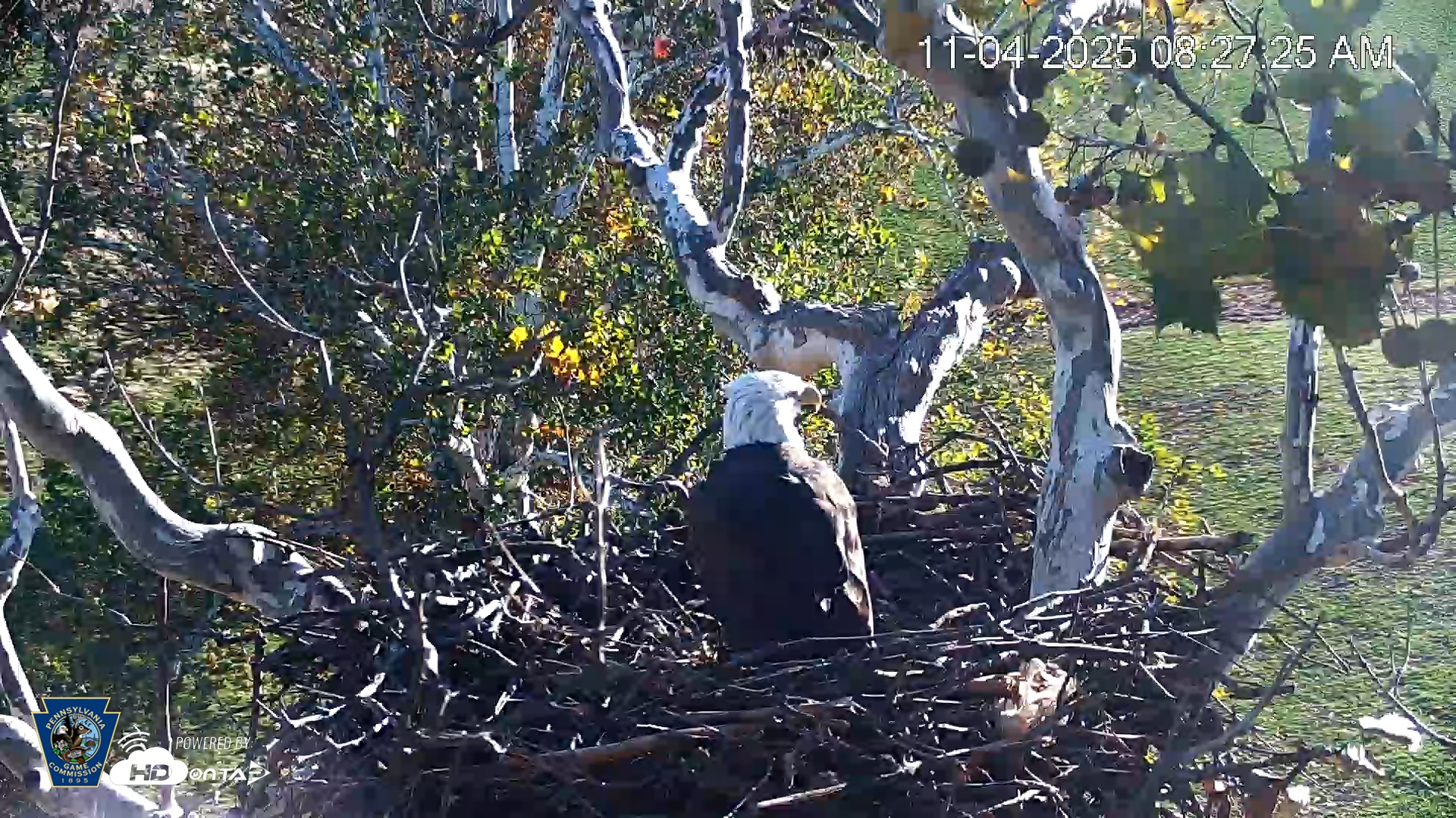 Snapshot of PA Farm Country Eagles Live Cams taken Nov 4, 2025, 8:28am EST