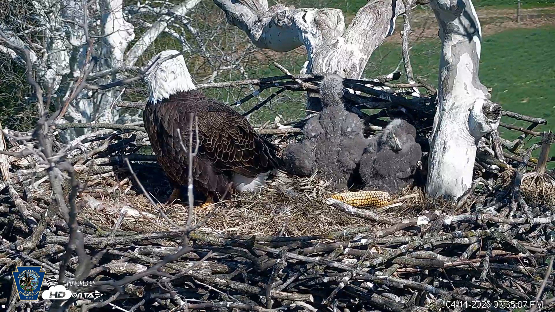Snapshot of PA Farm Country Eagles Live Cams taken Apr 11, 2026, 3:35pm EDT