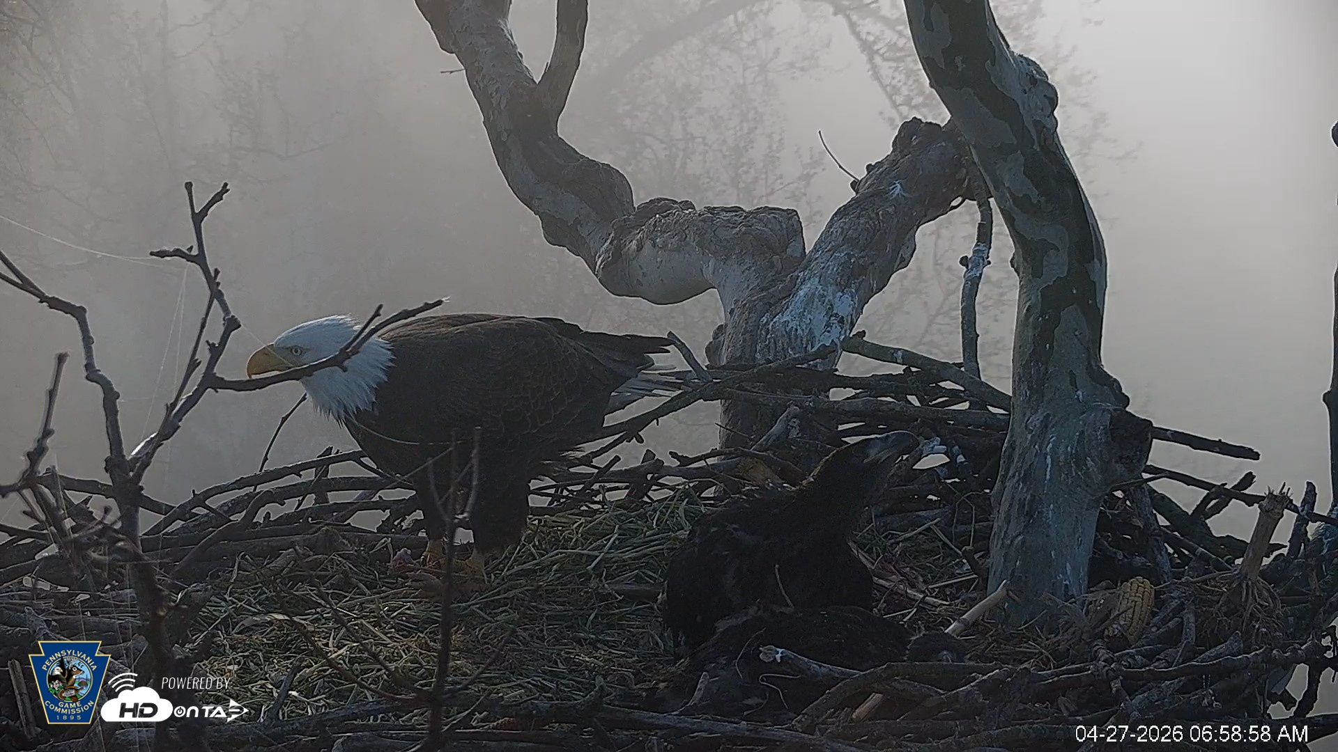 Snapshot of PA Farm Country Eagles Live Cams taken Apr 27, 2026, 7:00am EDT