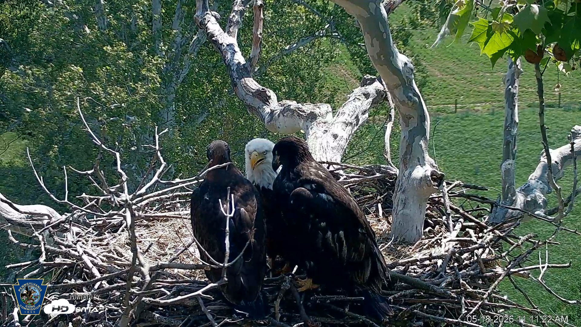 Snapshot of PA Farm Country Eagles Live Cams taken May 18, 2026, 11:13am EDT