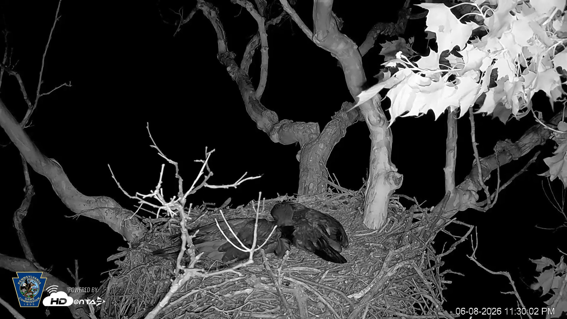 Snapshot of PA Farm Country Eagles Live Cams taken Jun 8, 2026, 11:32pm EDT