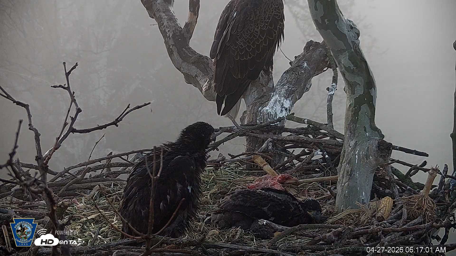 Snapshot of PA Farm Country Eagles Live Cams taken Apr 27, 2026, 6:17am EDT