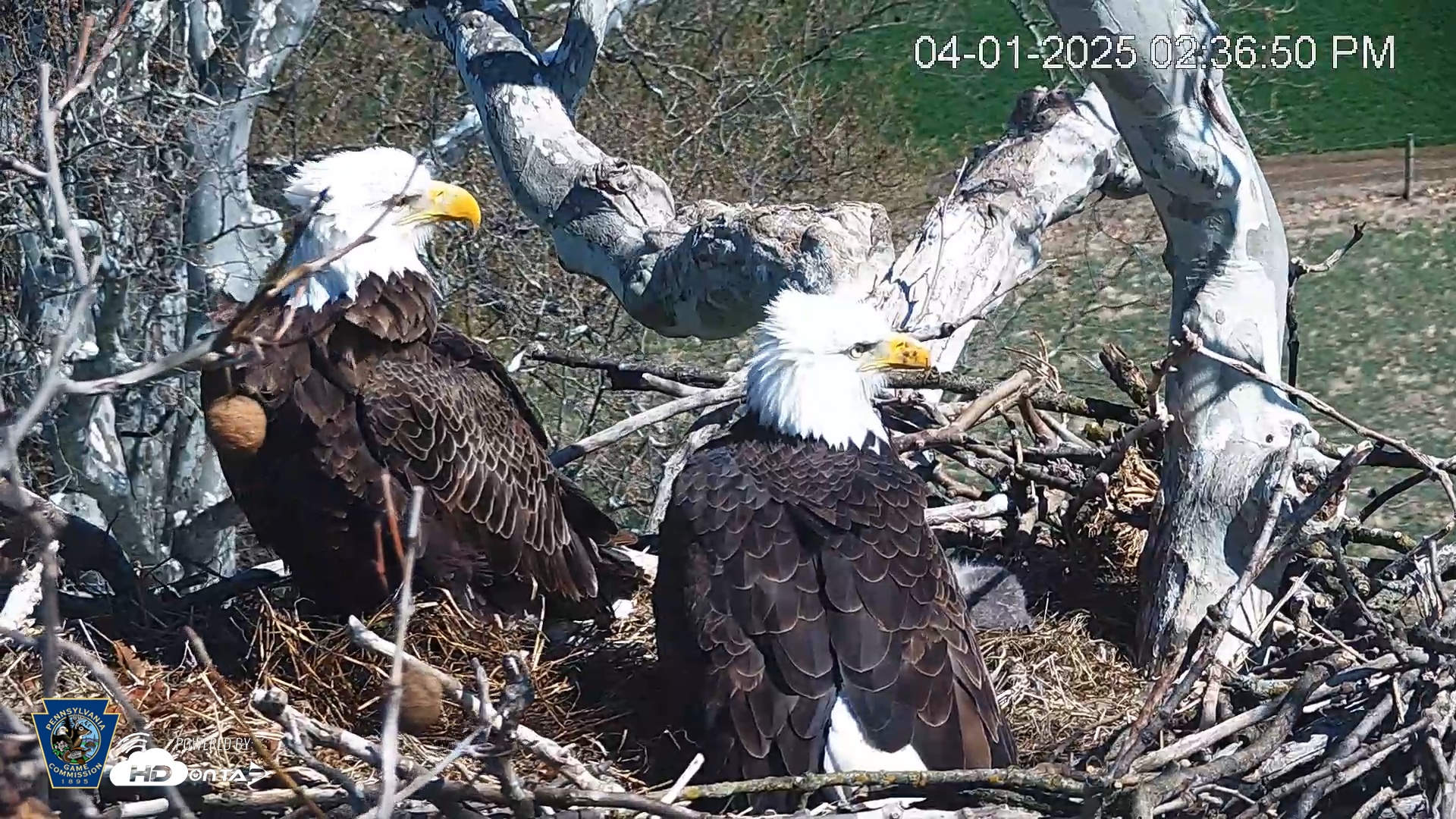 Snapshot of PA Farm Country Eagles Live Cams taken Apr 1, 2025, 2:37pm EDT