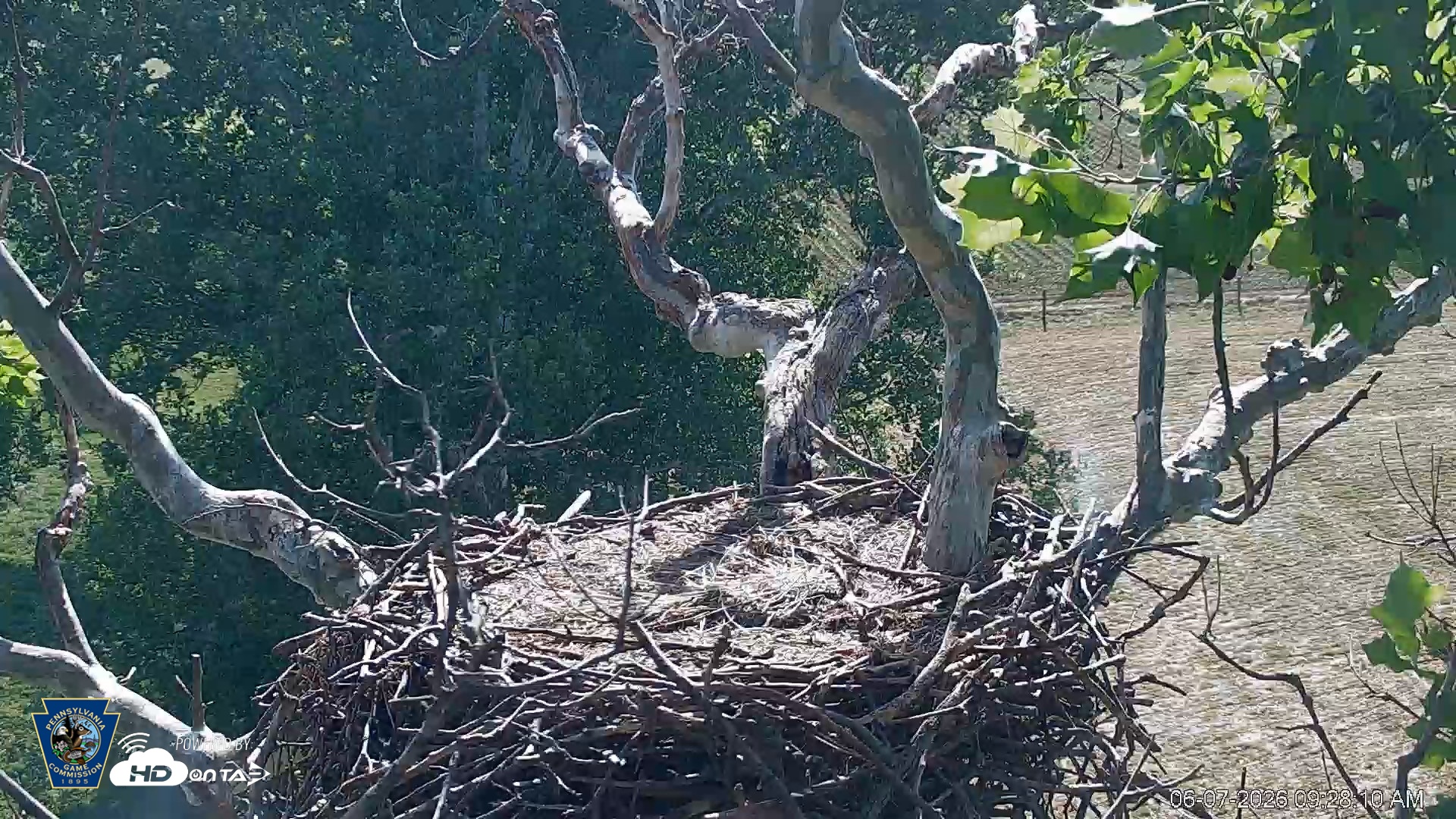 Snapshot of PA Farm Country Eagles Live Cams taken Jun 7, 2026, 9:29am EDT