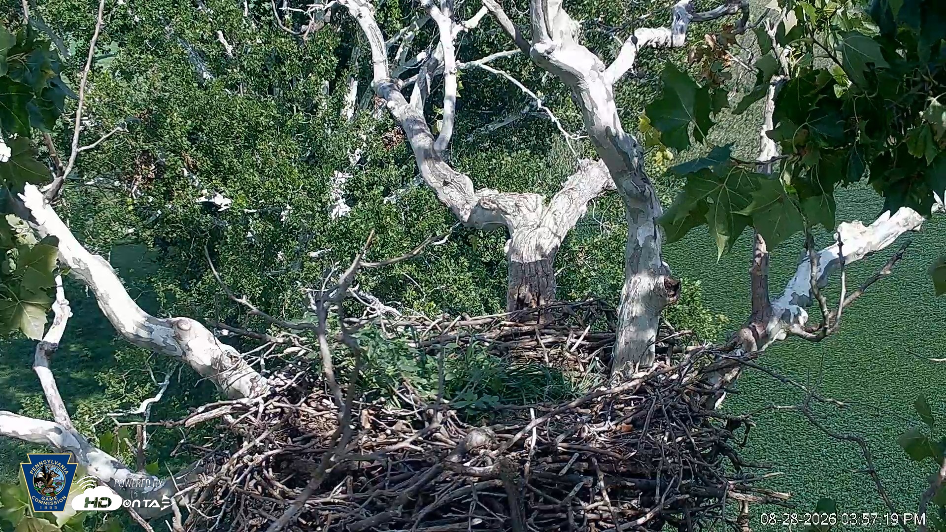 Snapshot of PA Farm Country Eagles Live Cams taken Aug 28, 2026, 3:58pm EDT