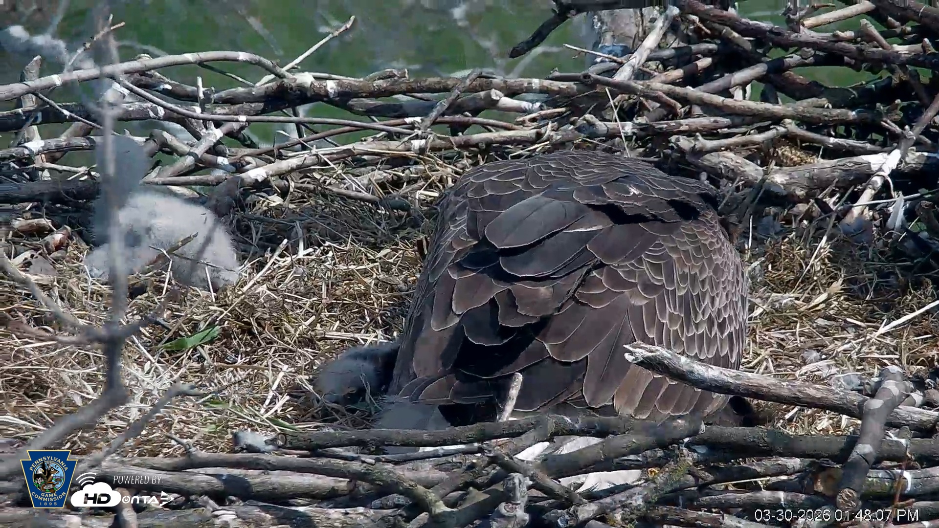 Snapshot of PA Farm Country Eagles Live Cams taken Mar 30, 2026, 1:49pm EDT