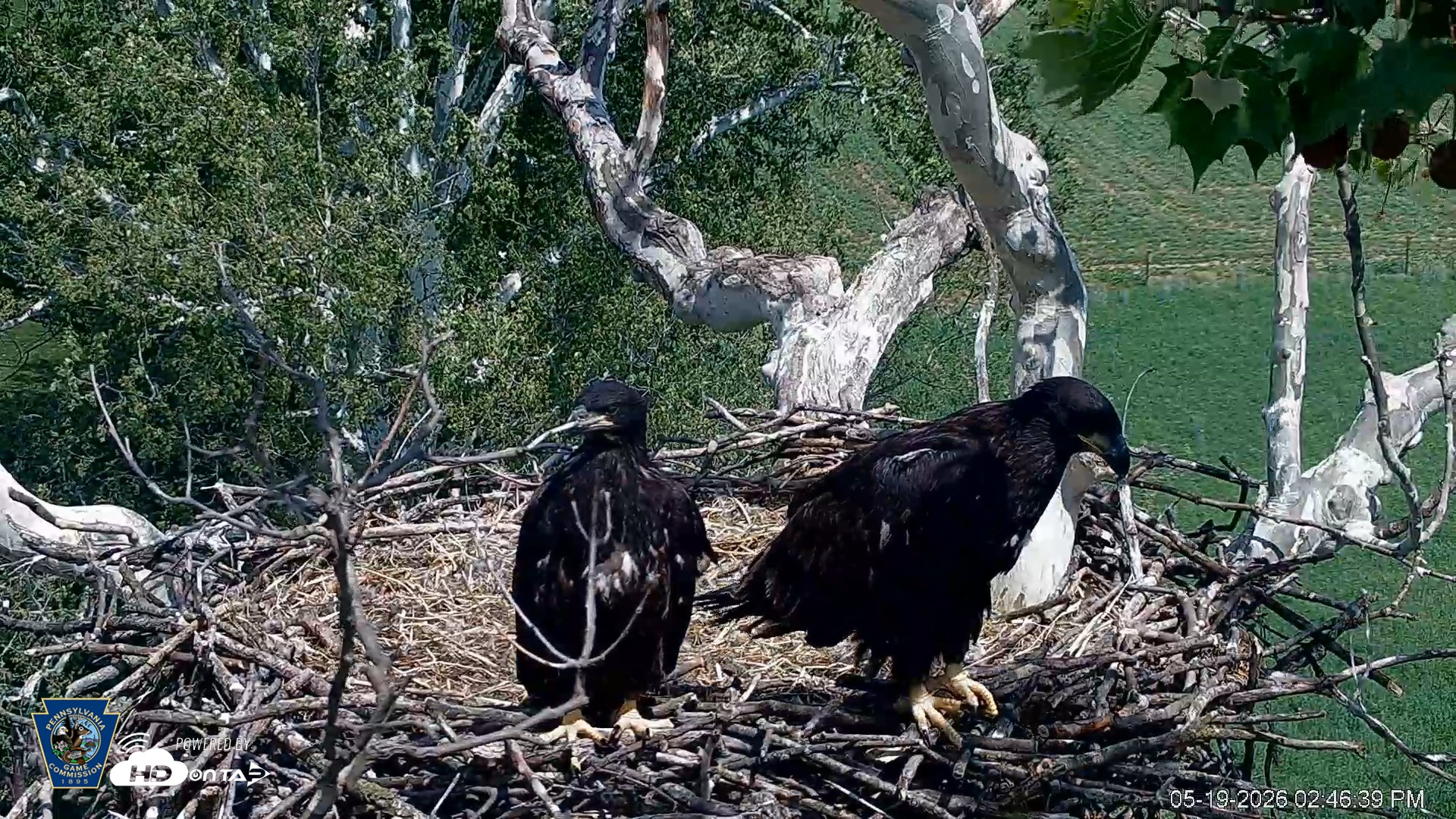 Snapshot of PA Farm Country Eagles Live Cams taken May 19, 2026, 2:47pm EDT