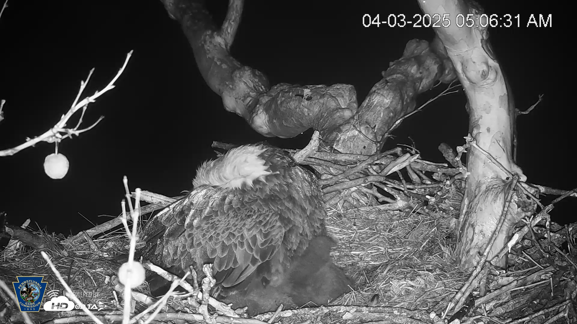 Snapshot of PA Farm Country Eagles Live Cams taken Apr 3, 2025, 5:08am EDT