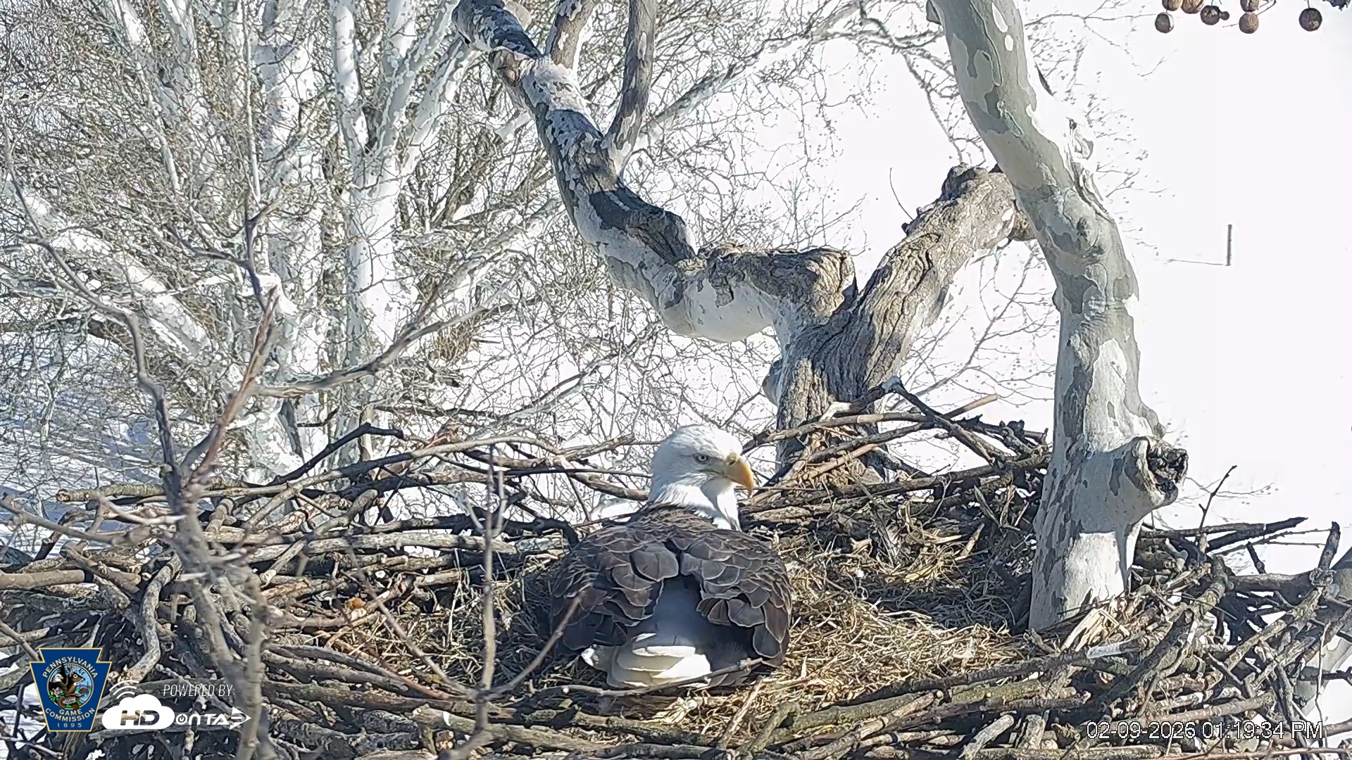 Snapshot of PA Farm Country Eagles Live Cams taken Feb 9, 2026, 1:20pm EST