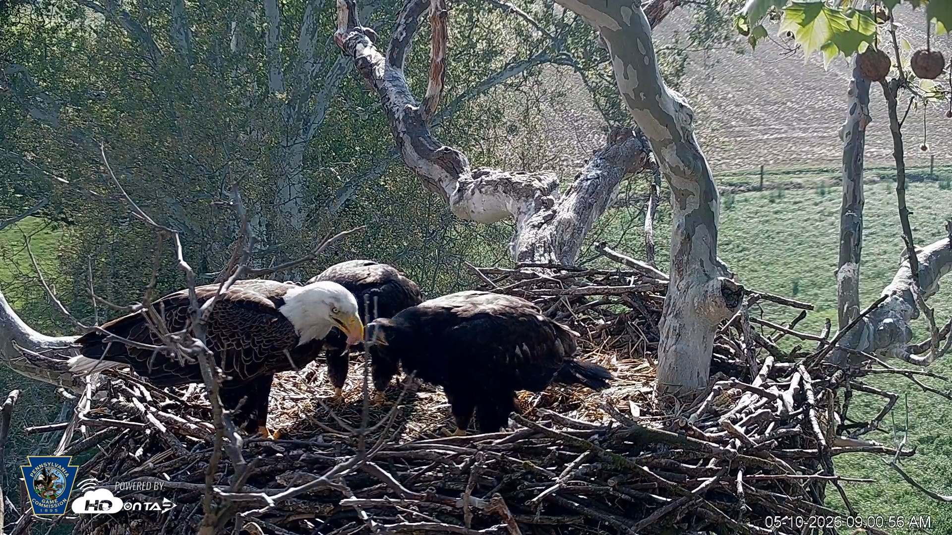 Snapshot of PA Farm Country Eagles Live Cams taken May 10, 2026, 9:01am EDT