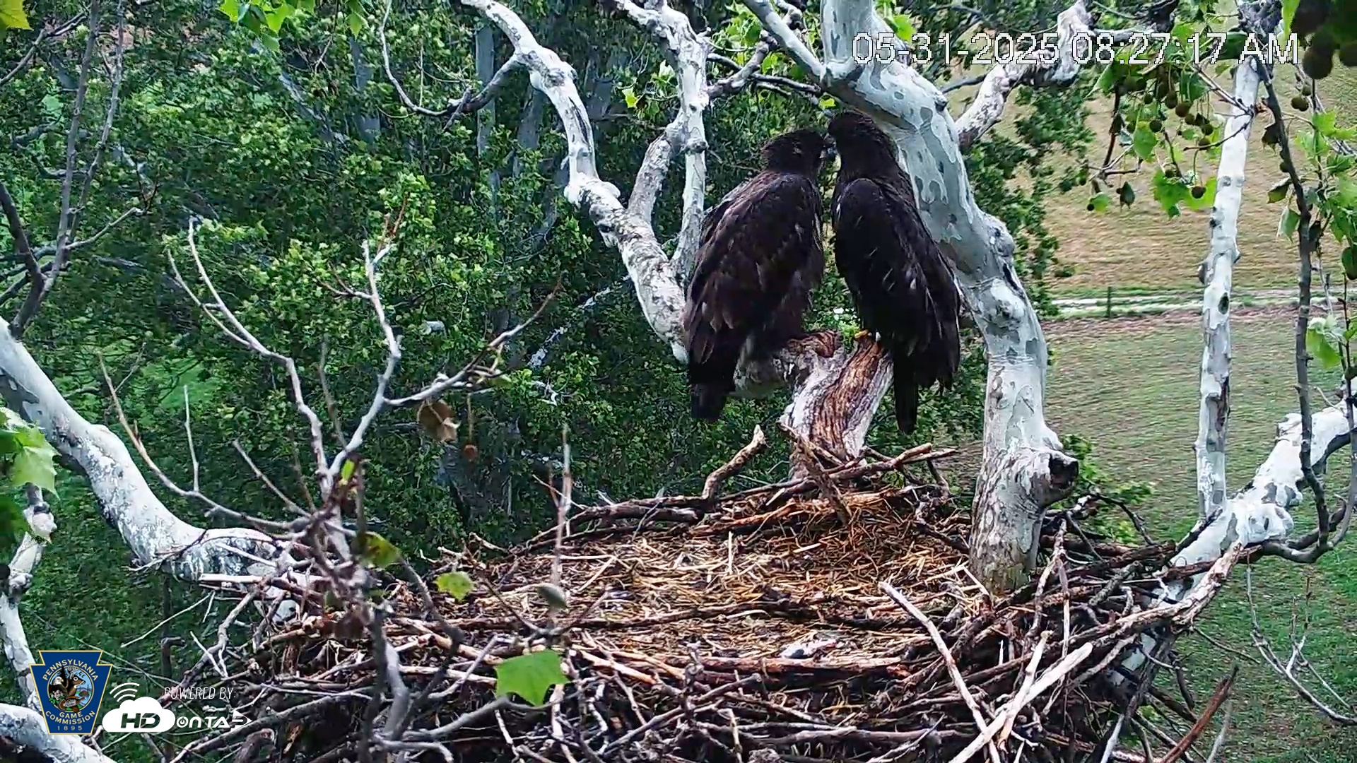 Snapshot of PA Farm Country Eagles Live Cams taken May 31, 2025, 8:27am EDT