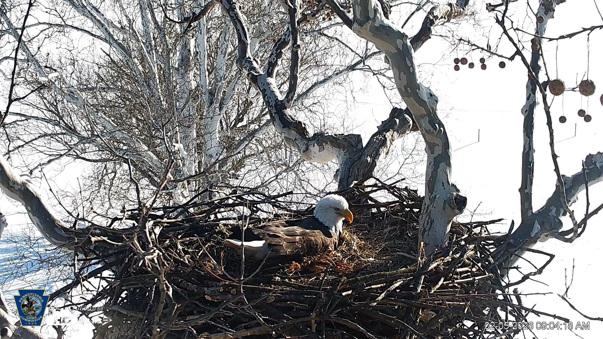 Snapshot of PA Farm Country Eagles Live Cams taken Feb 5, 2026, 9:05am EST