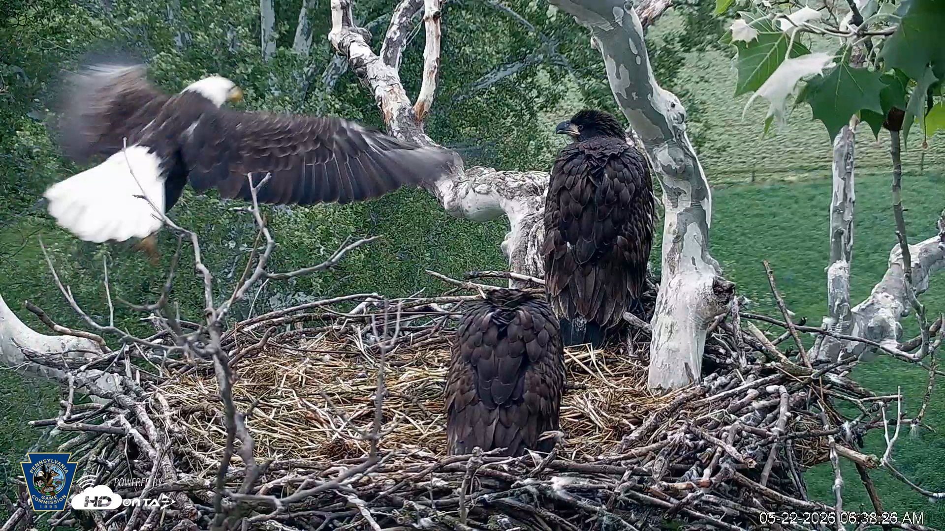 Snapshot of PA Farm Country Eagles Live Cams taken May 22, 2026, 6:39am EDT