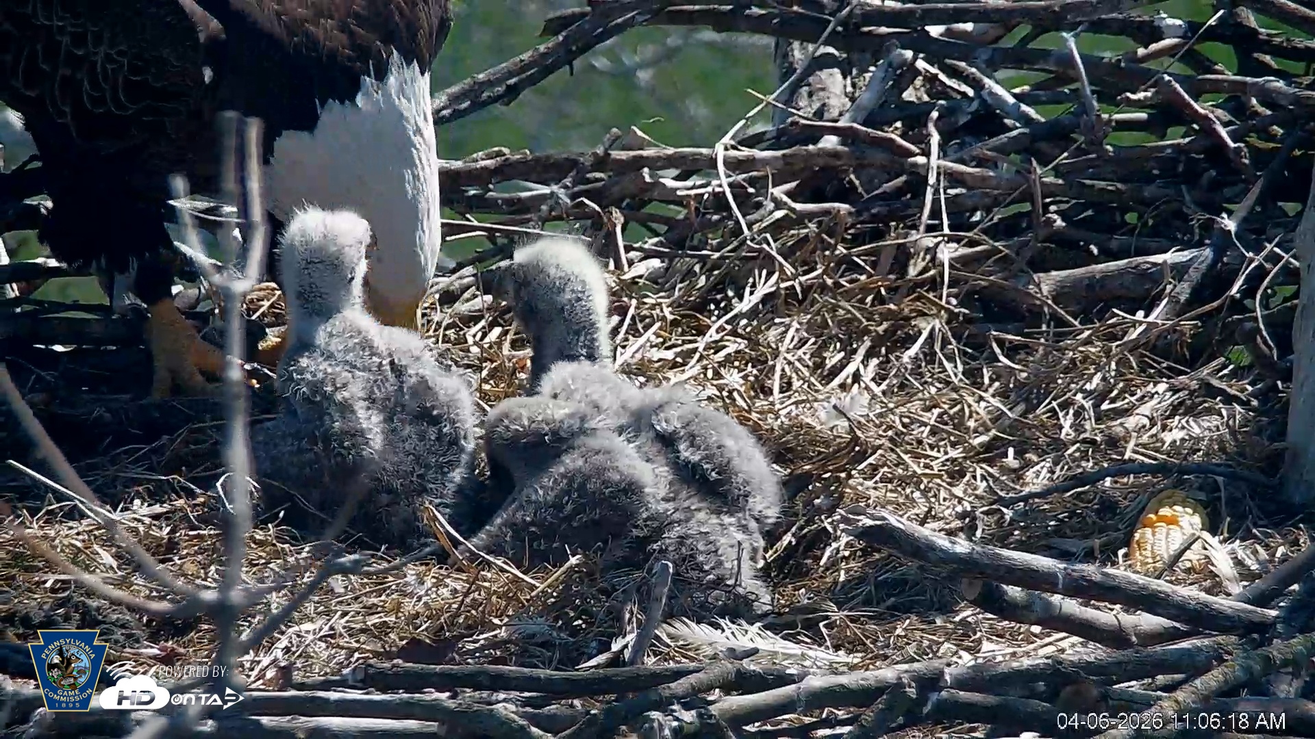 Snapshot of PA Farm Country Eagles Live Cams taken Apr 6, 2026, 11:07am EDT
