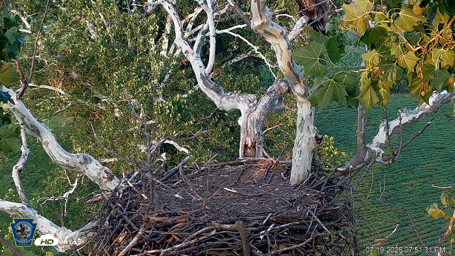Snapshot of PA Farm Country Eagles Live Cams taken Jul 19, 2026, 7:52pm EDT