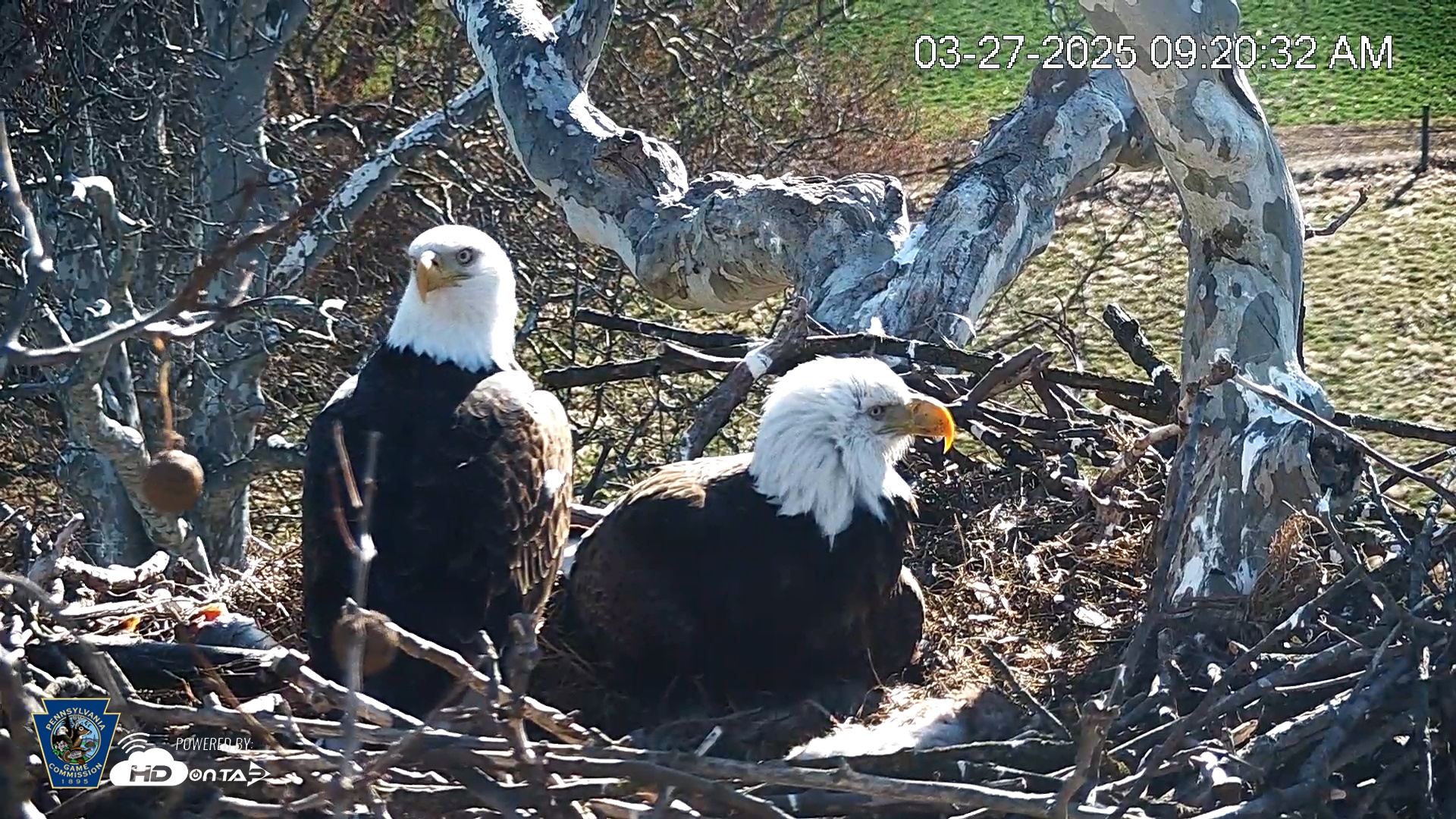 Snapshot of PA Farm Country Eagles Live Cams taken Mar 27, 2025, 9:21am EDT