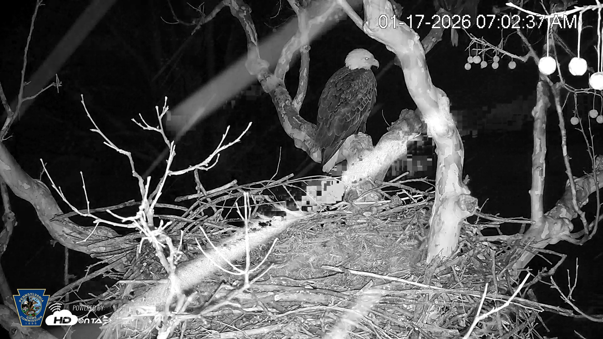 Snapshot of PA Farm Country Eagles Live Cams taken Jan 17, 2026, 7:03am EST