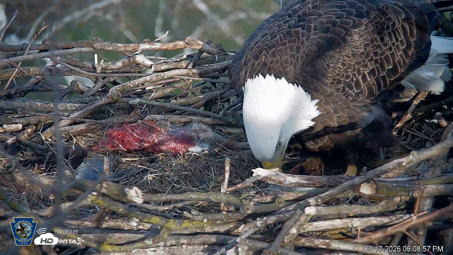 Snapshot of PA Farm Country Eagles Live Cams taken Mar 17, 2026, 6:09pm EDT