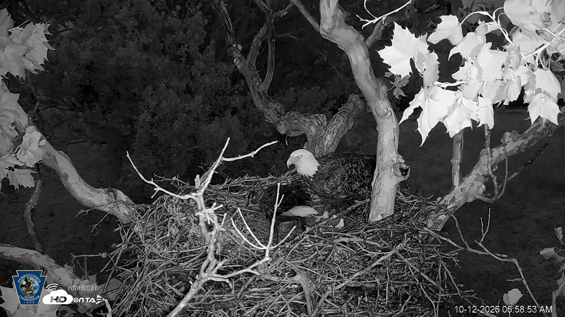 Snapshot of PA Farm Country Eagles Live Cams taken Oct 12, 2026, 6:59am EDT