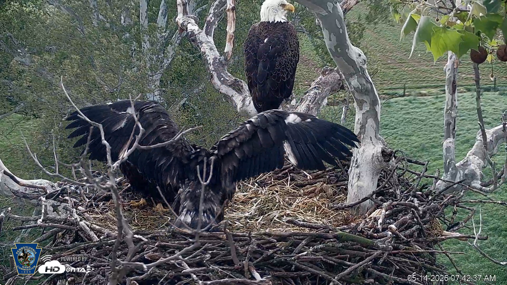 Snapshot of PA Farm Country Eagles Live Cams taken May 14, 2026, 7:43am EDT