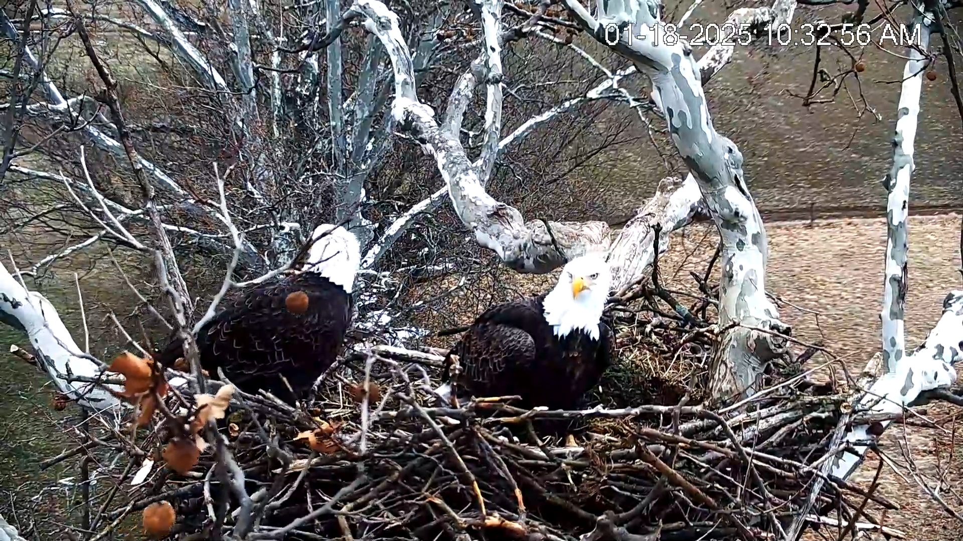 Snapshot of PA Farm Country Eagles Live Cams taken Jan 18, 2025, 10:33am EST