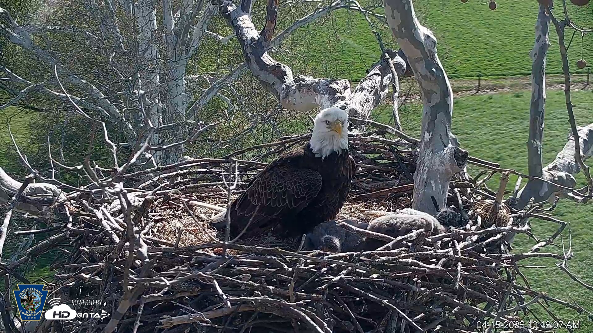 Snapshot of PA Farm Country Eagles Live Cams taken Apr 15, 2026, 10:17am EDT