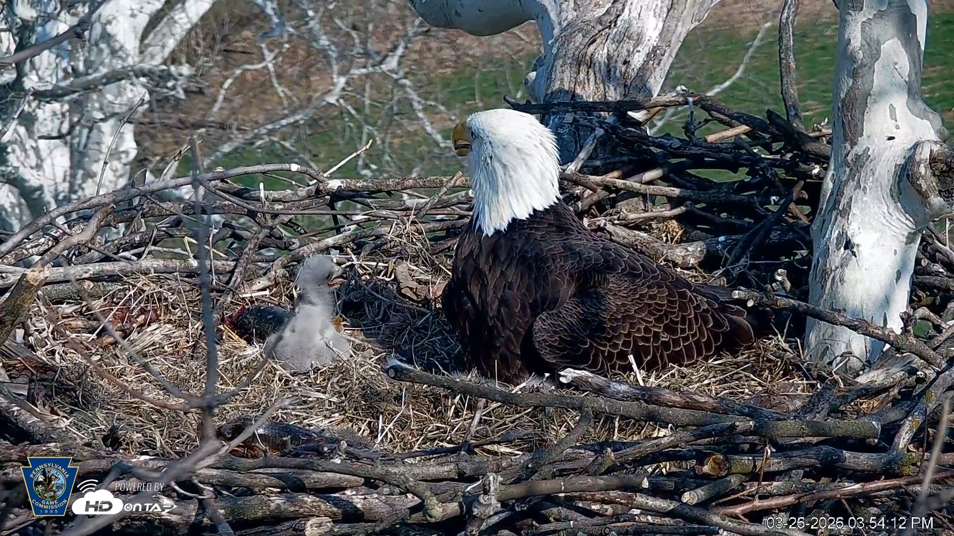 Snapshot of PA Farm Country Eagles Live Cams taken Mar 26, 2026, 3:55pm EDT