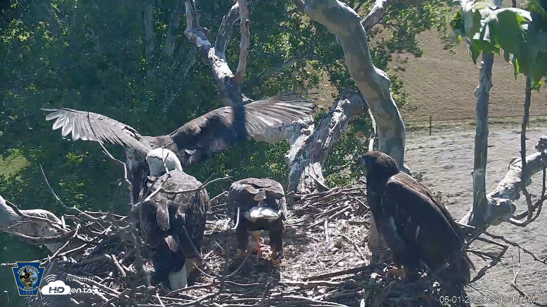 Snapshot of PA Farm Country Eagles Live Cams taken Jun 1, 2026, 9:41am EDT