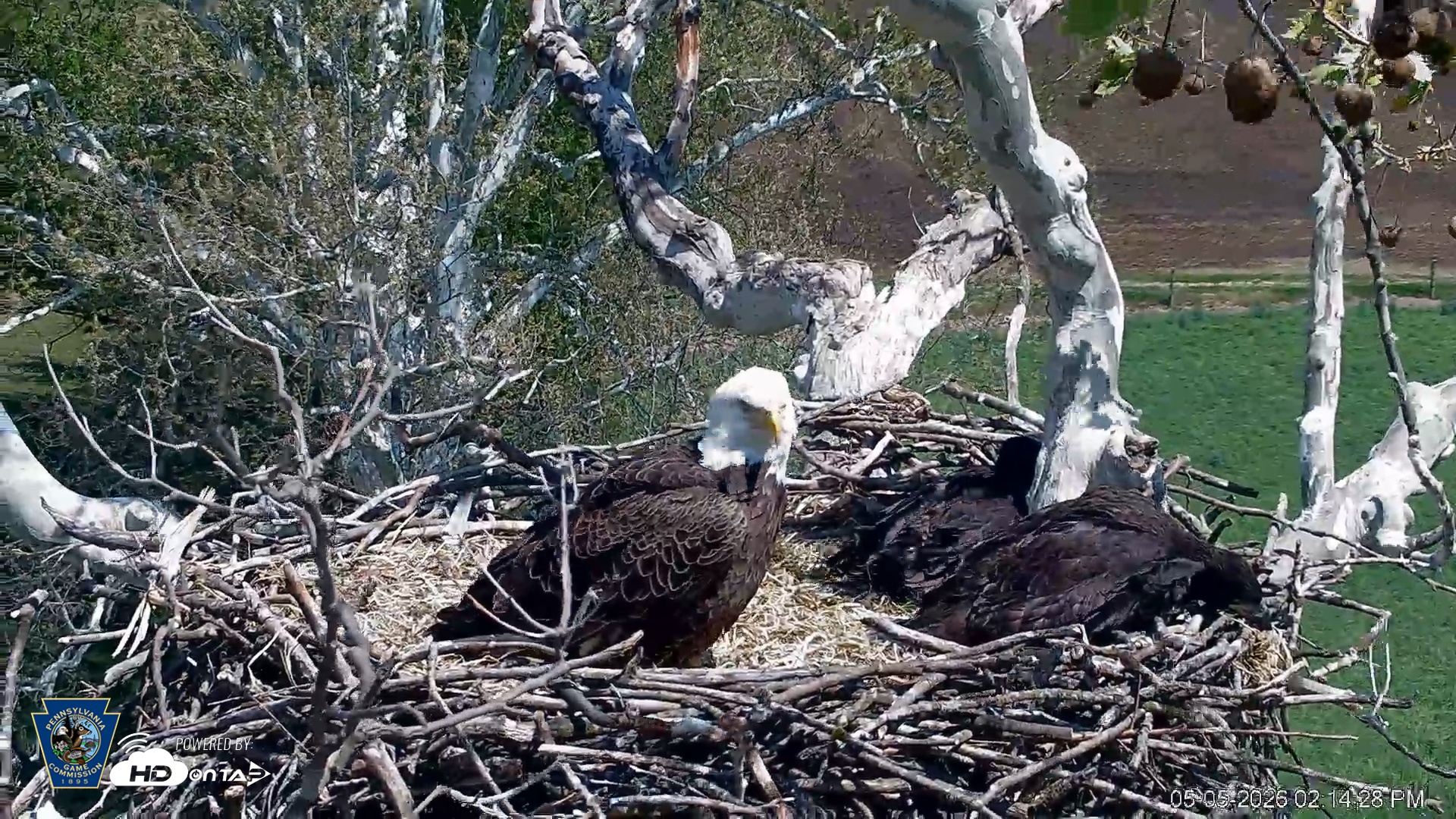 Snapshot of PA Farm Country Eagles Live Cams taken May 5, 2026, 2:15pm EDT