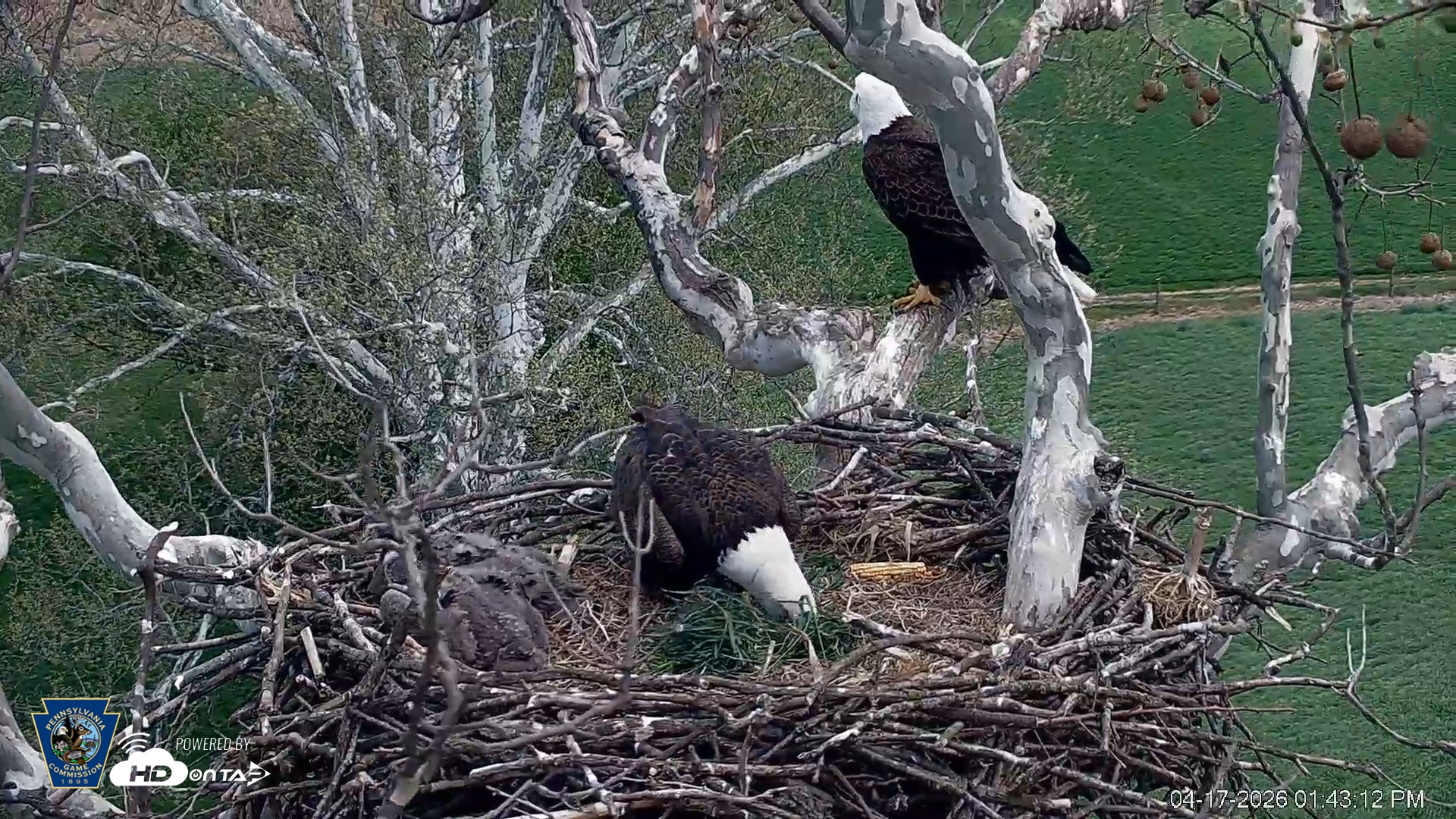 Snapshot of PA Farm Country Eagles Live Cams taken Apr 17, 2026, 1:44pm EDT