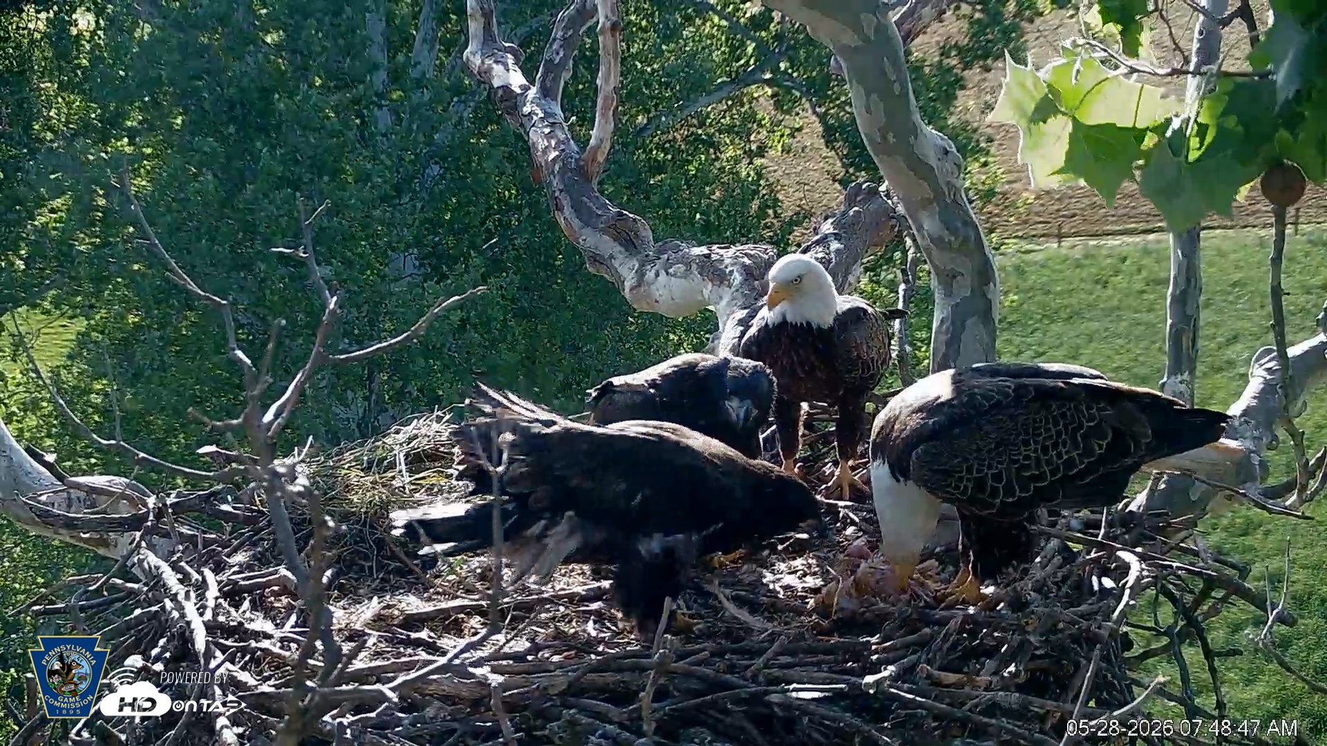 Snapshot of PA Farm Country Eagles Live Cams taken May 28, 2026, 7:49am EDT