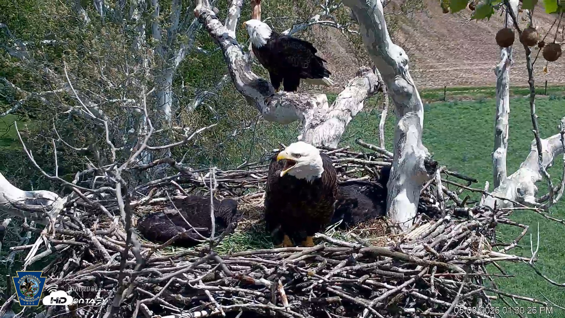 Snapshot of PA Farm Country Eagles Live Cams taken May 8, 2026, 1:31pm EDT