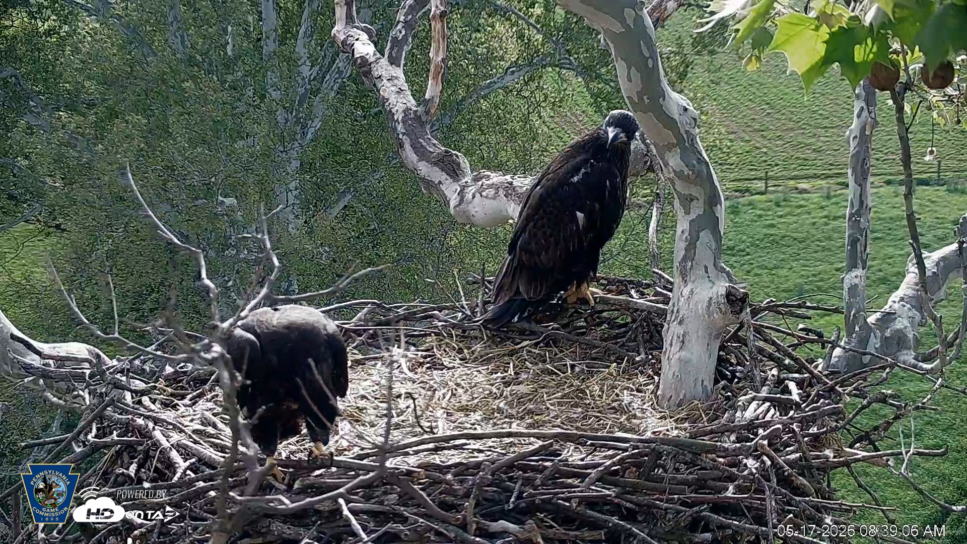 Snapshot of PA Farm Country Eagles Live Cams taken May 17, 2026, 8:40am EDT