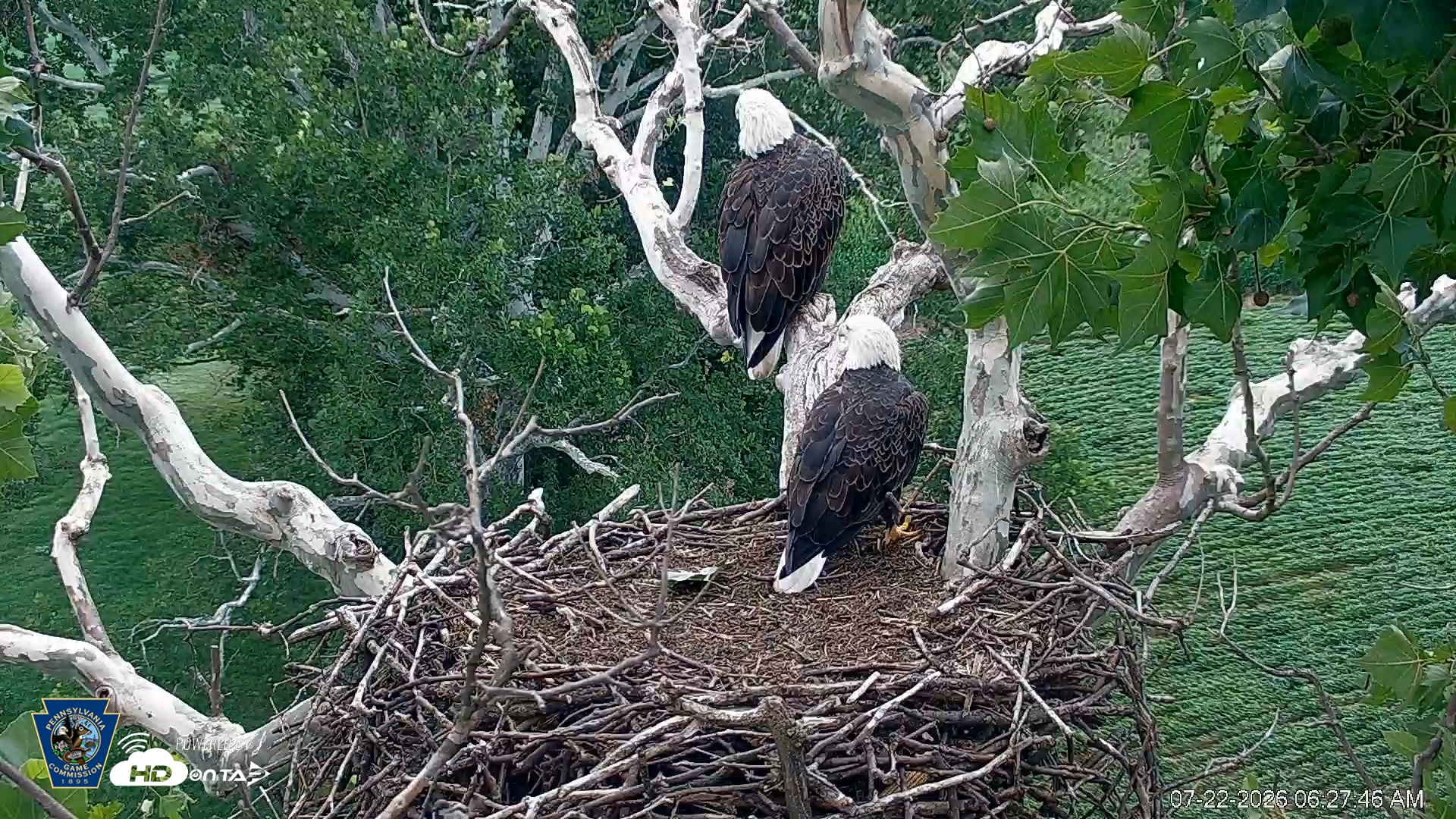Snapshot of PA Farm Country Eagles Live Cams taken Jul 22, 2026, 6:28am EDT
