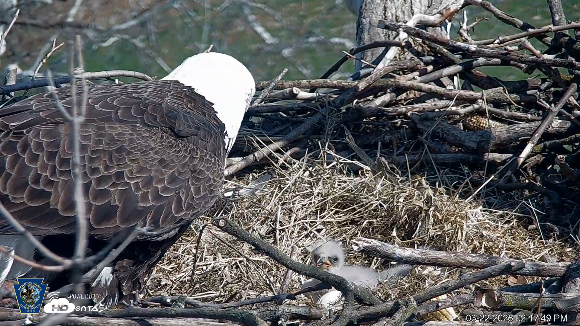 Snapshot of PA Farm Country Eagles Live Cams taken Mar 22, 2026, 2:18pm EDT