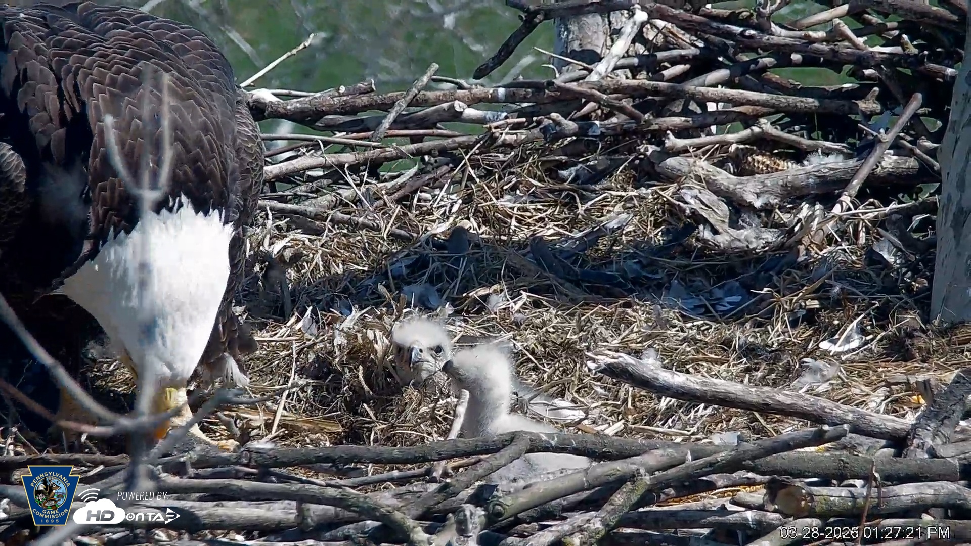 Snapshot of PA Farm Country Eagles Live Cams taken Mar 28, 2026, 1:28pm EDT