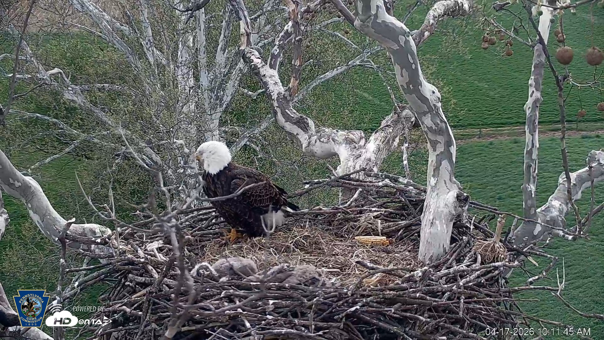 Snapshot of PA Farm Country Eagles Live Cams taken Apr 17, 2026, 10:12am EDT