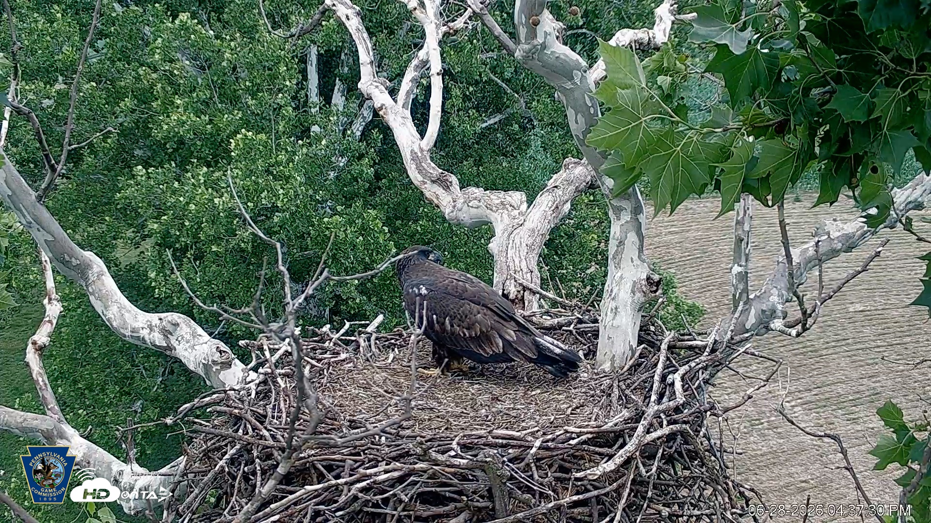 Snapshot of PA Farm Country Eagles Live Cams taken Jun 28, 2026, 4:39pm EDT