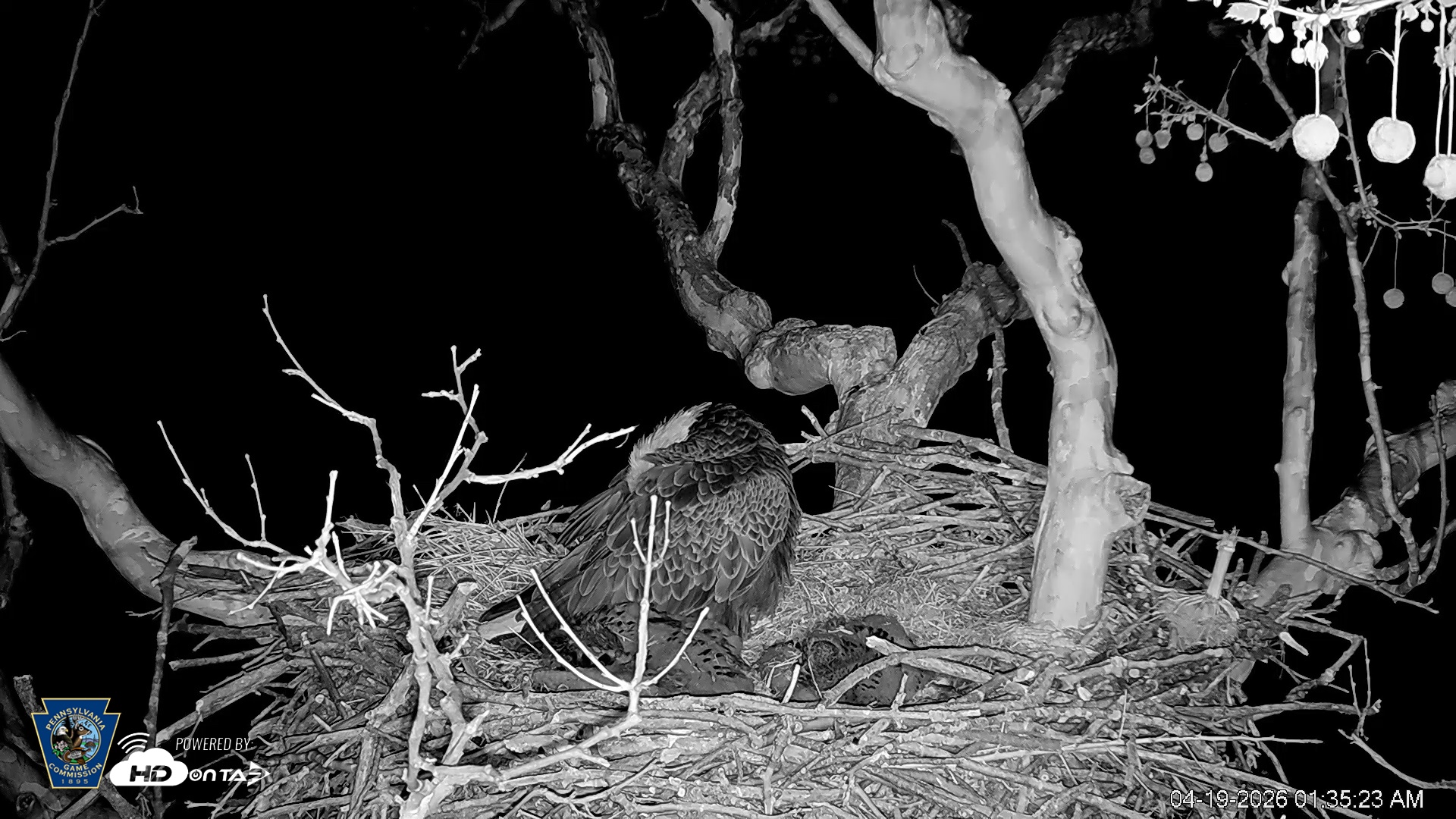 Snapshot of PA Farm Country Eagles Live Cams taken Apr 19, 2026, 1:36am EDT
