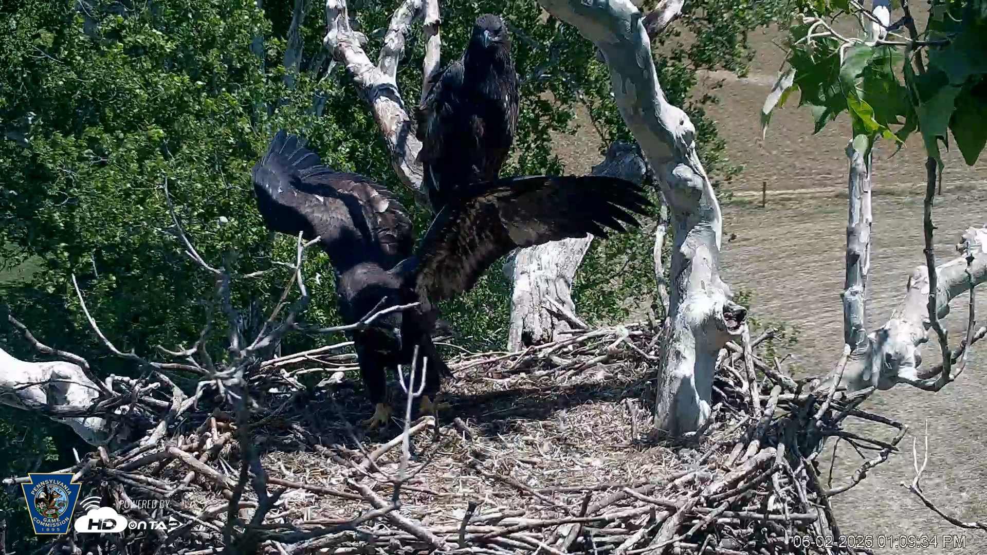 Snapshot of PA Farm Country Eagles Live Cams taken Jun 2, 2026, 1:10pm EDT