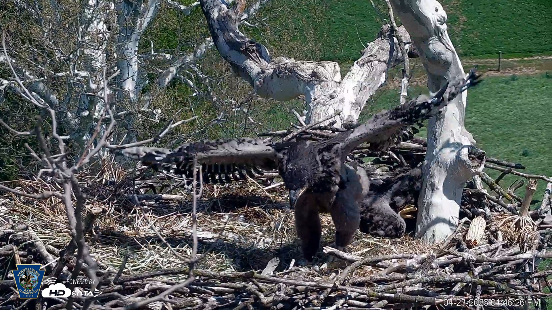 Snapshot of PA Farm Country Eagles Live Cams taken Apr 23, 2026, 1:47pm EDT
