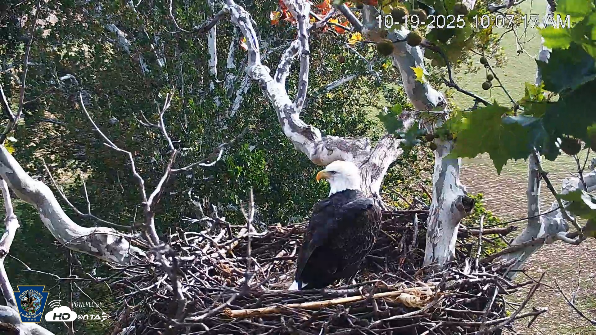 Snapshot of PA Farm Country Eagles Live Cams taken Oct 19, 2025, 10:07am EDT